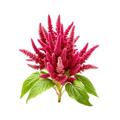 ZEEZ GARDEN AMARANTH. Default Title - MamasJan Always Fresh