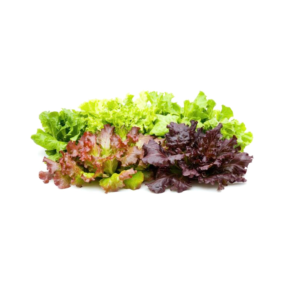 ZEEZ GARDEN LETTUCE MIX. Default Title - MamasJan Always Fresh