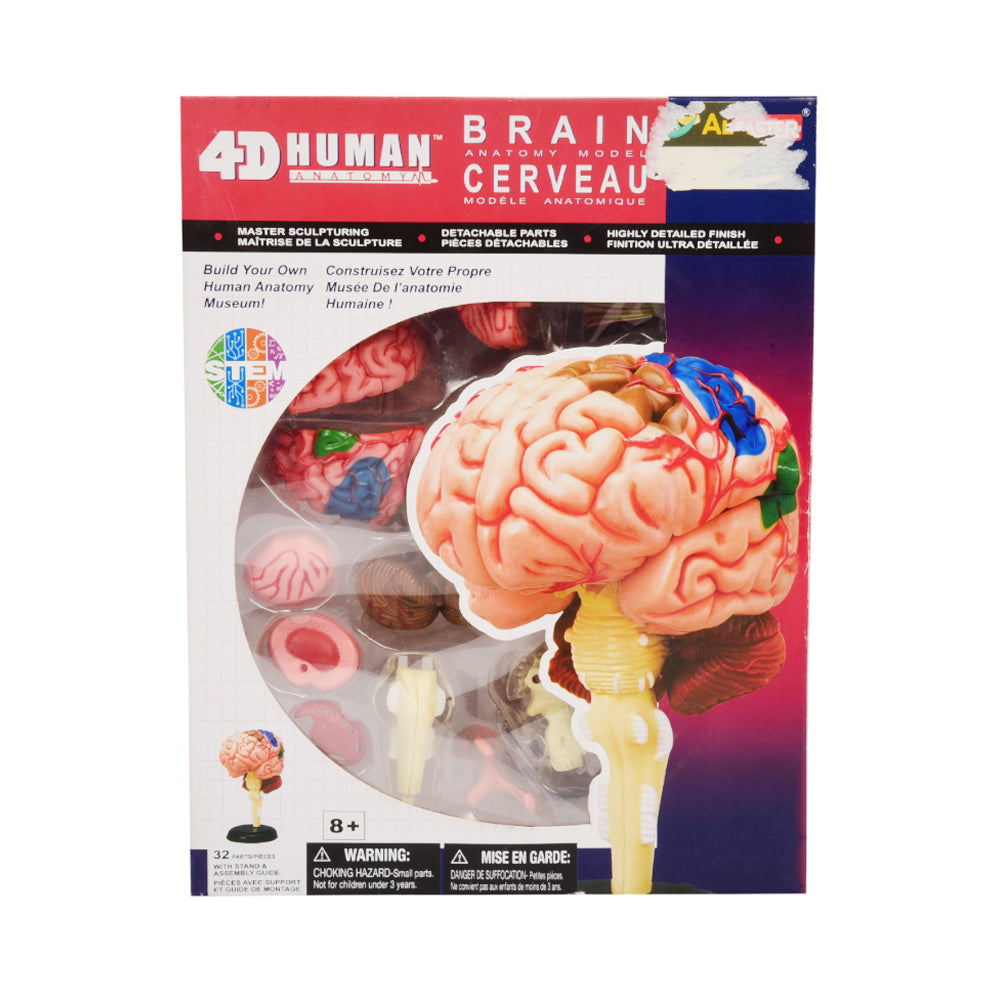 626008 4D HUMAN BRAIN ANATOMY D Default Title - MamasJan Toys