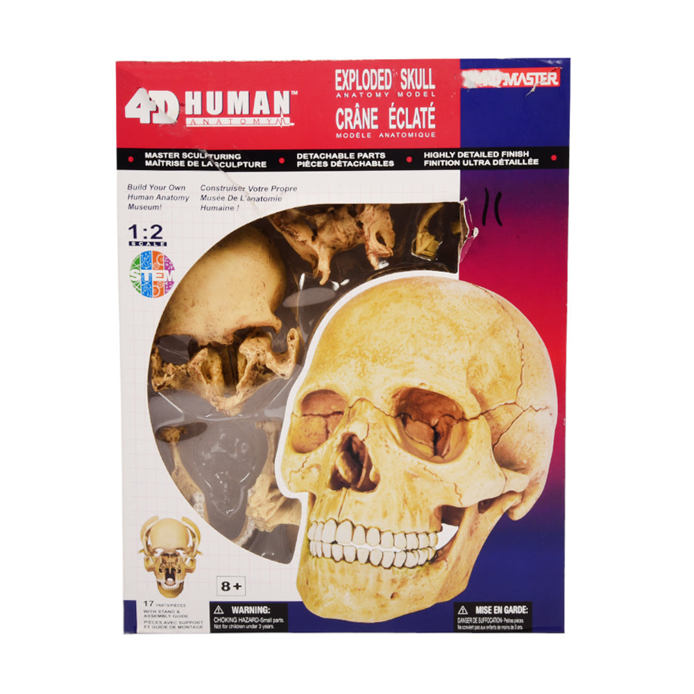 626111 4D HUMAN SKULL ANATOMY D Default Title - MamasJan Toys