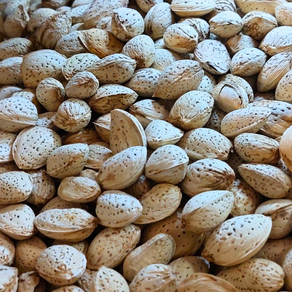 ALMOND ABDUL WAHDI WITH SHELL LOOSE 250 GM - MamasJan GroceryFoods