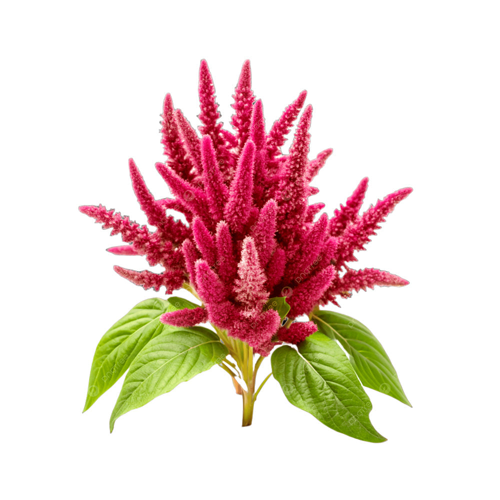ZEEZ GARDEN AMARANTH. Default Title - MamasJan Always Fresh