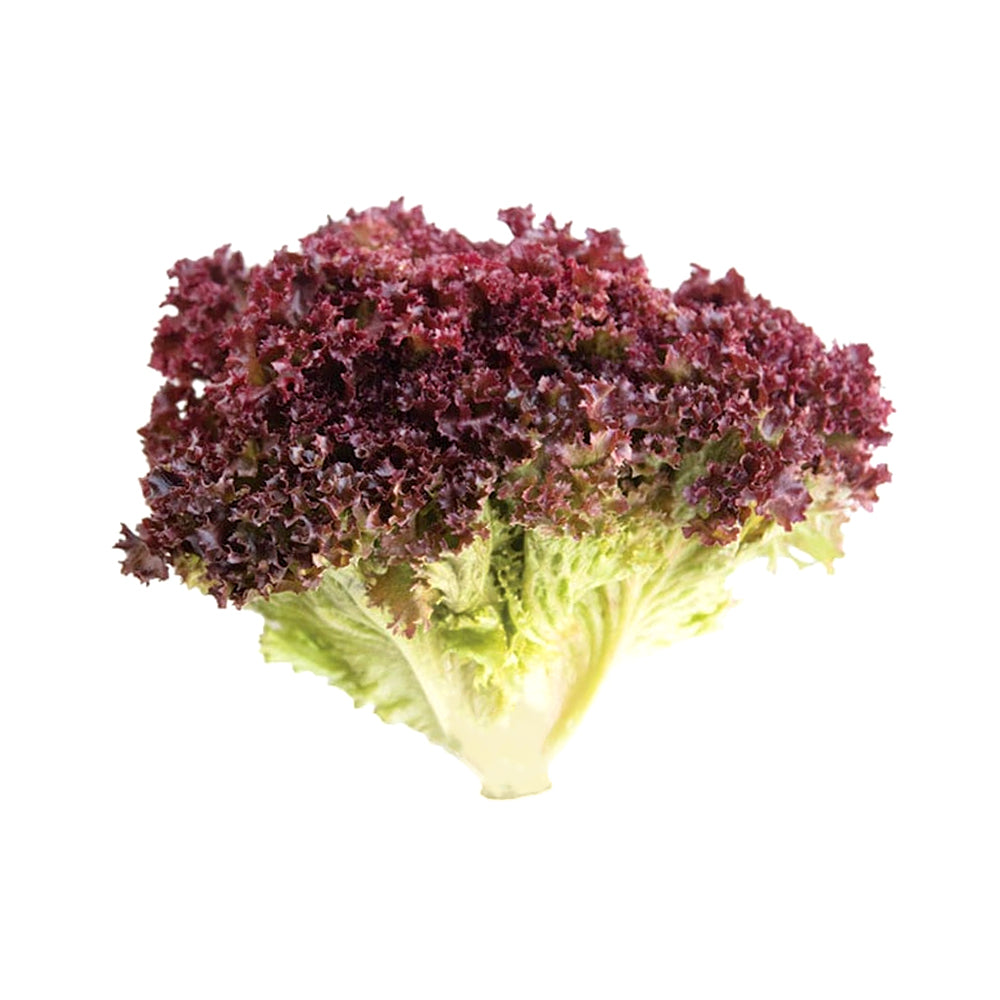 ZEEZ GARDEN LOLLO ROSSO LETTUCE. Default Title - MamasJan Always Fresh