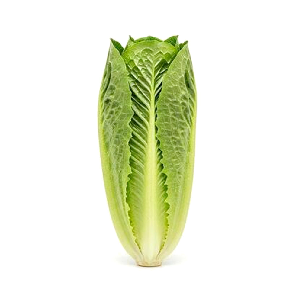 ZEEZ GARDEN ROMAINE. Default Title - MamasJan Always Fresh