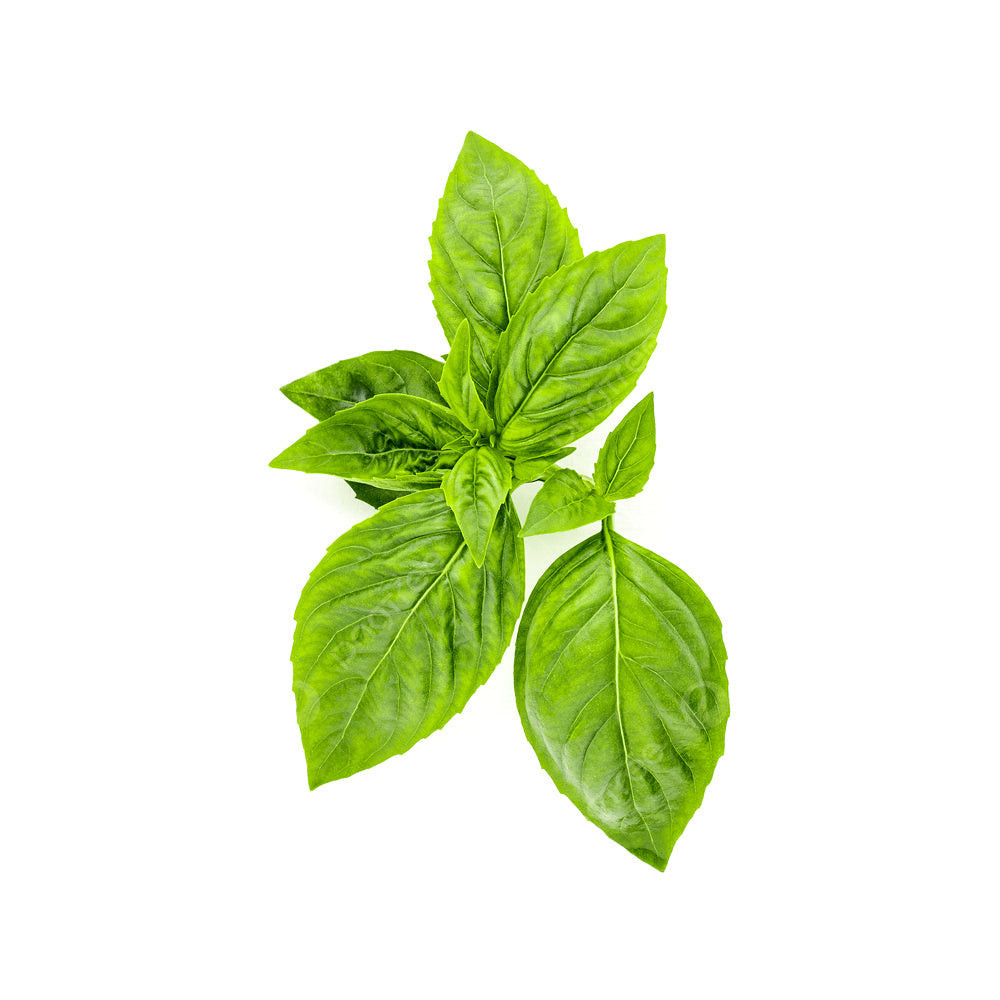 ZEEZ GARDEN ITALIAN BASIL. Default Title - MamasJan Always Fresh