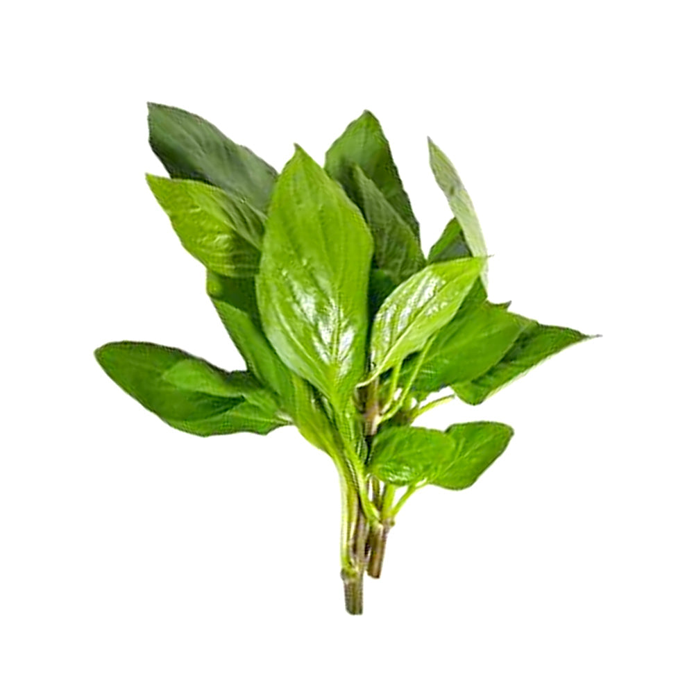 ZEEZ GARDEN THAI BASIL. Default Title - MamasJan Always Fresh