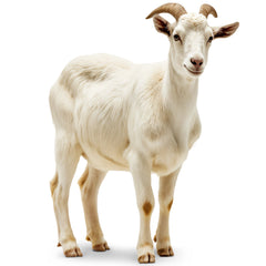 QURBANI GOAT 12-14 KG Day 2 - MamasJan FREE DELIVERY